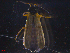  ( - 11242-G06)  @12 [ ] CreativeCommons - Attribution Non-Commercial Share-Alike (2011) Thibaud Decaens Universite de Rouen laboratoire ECODIV