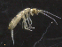  (Tomoceridae - 12037-H03)  @16 [ ] CreativeCommons - Attribution (2010) David Porco Centre for Biodiversity Genomics