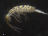  ( - 16707-H07)  @12 [ ] CreativeCommons - Attribution (2010) David Porco Centre for Biodiversity Genomics