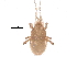  (Pergamasinae - BIOUG23545-D08)  @14 [ ] CreativeCommons - Attribution (2015) CBG Photography Group Centre for Biodiversity Genomics