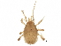  (Platyseius n. sp. 2 - BIOUG23550-E07)  @14 [ ] CreativeCommons - Attribution (2015) CBG Photography Group Centre for Biodiversity Genomics