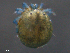  ( - BIOUG23252-A06)  @11 [ ] CreativeCommons - Attribution (2015) CBG Photography Group Centre for Biodiversity Genomics