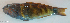 ( - P010181209)  @11 [ ] CreativeCommons Attribution ShareAlike (2021) Institut Halieutique et des Sciences Marines Institut Halieutique et des Sciences Marines