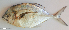  ( - P05011783)  @11 [ ] CreativeCommons Attribution ShareAlike (2021) Institut Halieutique et des Sciences Marines Institut Halieutique et des Sciences Marines