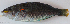  ( - P06280831)  @11 [ ] CreativeCommons Attribution ShareAlike (2021) Institut Halieutique et des Sciences Marines Institut Halieutique et des Sciences Marines