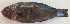  ( - P07101007)  @11 [ ] CreativeCommons Attribution ShareAlike (2021) Institut Halieutique et des Sciences Marines Institut Halieutique et des Sciences Marines