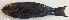  ( - P07141253)  @11 [ ] CreativeCommons Attribution ShareAlike (2021) Institut Halieutique et des Sciences Marines Institut Halieutique et des Sciences Marines