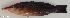  ( - P07271721)  @11 [ ] CreativeCommons Attribution ShareAlike (2021) Institut Halieutique et des Sciences Marines Institut Halieutique et des Sciences Marines