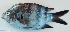  ( - P07311871)  @11 [ ] CreativeCommons Attribution ShareAlike (2021) Institut Halieutique et des Sciences Marines Institut Halieutique et des Sciences Marines