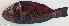  ( - P08022155)  @11 [ ] CreativeCommons Attribution ShareAlike (2021) Institut Halieutique et des Sciences Marines Institut Halieutique et des Sciences Marines