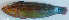  ( - P08140014)  @11 [ ] CreativeCommons Attribution ShareAlike (2021) Institut Halieutique et des Sciences Marines Institut Halieutique et des Sciences Marines