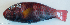  ( - P08160069)  @11 [ ] CreativeCommons Attribution ShareAlike (2021) Institut Halieutique et des Sciences Marines Institut Halieutique et des Sciences Marines