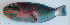  ( - P08160077)  @11 [ ] CreativeCommons Attribution ShareAlike (2021) Institut Halieutique et des Sciences Marines Institut Halieutique et des Sciences Marines