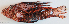  ( - P08240194)  @11 [ ] CreativeCommons Attribution ShareAlike (2021) Institut Halieutique et des Sciences Marines Institut Halieutique et des Sciences Marines