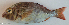  ( - P09050334)  @11 [ ] CreativeCommons Attribution ShareAlike (2021) Institut Halieutique et des Sciences Marines Institut Halieutique et des Sciences Marines