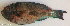  ( - P09050439)  @11 [ ] CreativeCommons Attribution ShareAlike (2021) Institut Halieutique et des Sciences Marines Institut Halieutique et des Sciences Marines