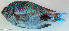  ( - P09130564)  @11 [ ] CreativeCommons Attribution ShareAlike (2021) Institut Halieutique et des Sciences Marines Institut Halieutique et des Sciences Marines