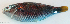  ( - P09280852)  @11 [ ] CreativeCommons Attribution ShareAlike (2021) Institut Halieutique et des Sciences Marines Institut Halieutique et des Sciences Marines