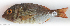  ( - P1090999)  @11 [ ] CreativeCommons Attribution ShareAlike (2021) Institut Halieutique et des Sciences Marines Institut Halieutique et des Sciences Marines