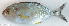  ( - P1101084)  @11 [ ] CreativeCommons Attribution ShareAlike (2021) Institut Halieutique et des Sciences Marines Institut Halieutique et des Sciences Marines