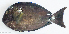  ( - P1101130)  @11 [ ] CreativeCommons Attribution ShareAlike (2021) Institut Halieutique et des Sciences Marines Institut Halieutique et des Sciences Marines