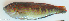  ( - P11202249)  @11 [ ] CreativeCommons Attribution ShareAlike (2021) Institut Halieutique et des Sciences Marines Institut Halieutique et des Sciences Marines