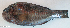  ( - P11272522)  @11 [ ] CreativeCommons Attribution ShareAlike (2021) Institut Halieutique et des Sciences Marines Institut Halieutique et des Sciences Marines
