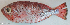 ( - P11282585)  @11 [ ] CreativeCommons Attribution ShareAlike (2021) Institut Halieutique et des Sciences Marines Institut Halieutique et des Sciences Marines