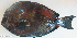  ( - P11282593)  @11 [ ] CreativeCommons Attribution ShareAlike (2021) Institut Halieutique et des Sciences Marines Institut Halieutique et des Sciences Marines