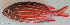  ( - P12040076)  @11 [ ] CreativeCommons Attribution ShareAlike (2021) Institut Halieutique et des Sciences Marines Institut Halieutique et des Sciences Marines
