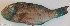  ( - P12070209)  @11 [ ] CreativeCommons Attribution ShareAlike (2021) Institut Halieutique et des Sciences Marines Institut Halieutique et des Sciences Marines