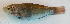  ( - P12070235)  @11 [ ] CreativeCommons Attribution ShareAlike (2021) Institut Halieutique et des Sciences Marines Institut Halieutique et des Sciences Marines