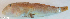  ( - P12100319)  @11 [ ] CreativeCommons Attribution ShareAlike (2021) Institut Halieutique et des Sciences Marines Institut Halieutique et des Sciences Marines