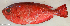 ( - P12120424)  @11 [ ] CreativeCommons Attribution ShareAlike (2021) Institut Halieutique et des Sciences Marines Institut Halieutique et des Sciences Marines