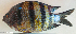  ( - P12120452)  @11 [ ] CreativeCommons Attribution ShareAlike (2021) Institut Halieutique et des Sciences Marines Institut Halieutique et des Sciences Marines