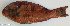  ( - P12260629)  @11 [ ] CreativeCommons Attribution ShareAlike (2021) Institut Halieutique et des Sciences Marines Institut Halieutique et des Sciences Marines