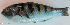  ( - P12260735)  @11 [ ] CreativeCommons Attribution ShareAlike (2021) Institut Halieutique et des Sciences Marines Institut Halieutique et des Sciences Marines