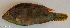  ( - P2021418)  @11 [ ] CreativeCommons Attribution ShareAlike (2021) Institut Halieutique et des Sciences Marines Institut Halieutique et des Sciences Marines