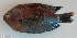  ( - P2021425)  @11 [ ] CreativeCommons Attribution ShareAlike (2021) Institut Halieutique et des Sciences Marines Institut Halieutique et des Sciences Marines
