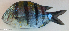  ( - P2070066)  @11 [ ] CreativeCommons Attribution ShareAlike (2021) Institut Halieutique et des Sciences Marines Institut Halieutique et des Sciences Marines