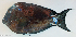  ( - P2070068)  @11 [ ] CreativeCommons Attribution ShareAlike (2021) Institut Halieutique et des Sciences Marines Institut Halieutique et des Sciences Marines