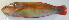  ( - P2150537)  @11 [ ] CreativeCommons Attribution ShareAlike (2021) Institut Halieutique et des Sciences Marines Institut Halieutique et des Sciences Marines