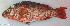  ( - P2150550)  @11 [ ] CreativeCommons Attribution ShareAlike (2021) Institut Halieutique et des Sciences Marines Institut Halieutique et des Sciences Marines