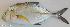  ( - P2150575)  @11 [ ] CreativeCommons Attribution ShareAlike (2021) Institut Halieutique et des Sciences Marines Institut Halieutique et des Sciences Marines