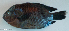  ( - P2260895)  @11 [ ] CreativeCommons Attribution ShareAlike (2021) Institut Halieutique et des Sciences Marines Institut Halieutique et des Sciences Marines