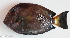  ( - P2260914)  @11 [ ] CreativeCommons Attribution ShareAlike (2021) Institut Halieutique et des Sciences Marines Institut Halieutique et des Sciences Marines