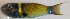  ( - P2281134)  @11 [ ] CreativeCommons Attribution ShareAlike (2021) Institut Halieutique et des Sciences Marines Institut Halieutique et des Sciences Marines