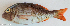  ( - P3070003)  @11 [ ] CreativeCommons Attribution ShareAlike (2021) Institut Halieutique et des Sciences Marines Institut Halieutique et des Sciences Marines
