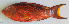  ( - P3070036)  @11 [ ] CreativeCommons Attribution ShareAlike (2021) Institut Halieutique et des Sciences Marines Institut Halieutique et des Sciences Marines