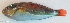  ( - P3090268)  @11 [ ] CreativeCommons Attribution ShareAlike (2021) Institut Halieutique et des Sciences Marines Institut Halieutique et des Sciences Marines
